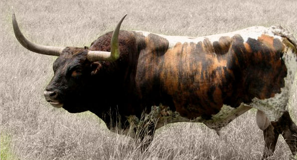 Steer Bull